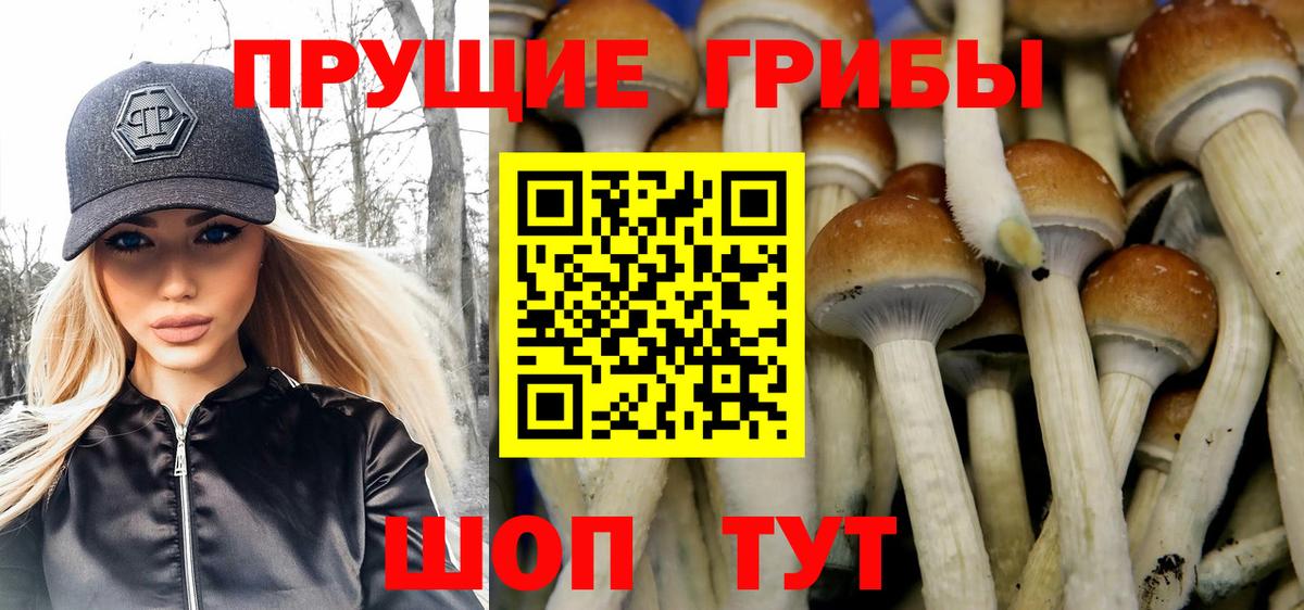 Галлюциногенные грибы Psilocybe Кизляр